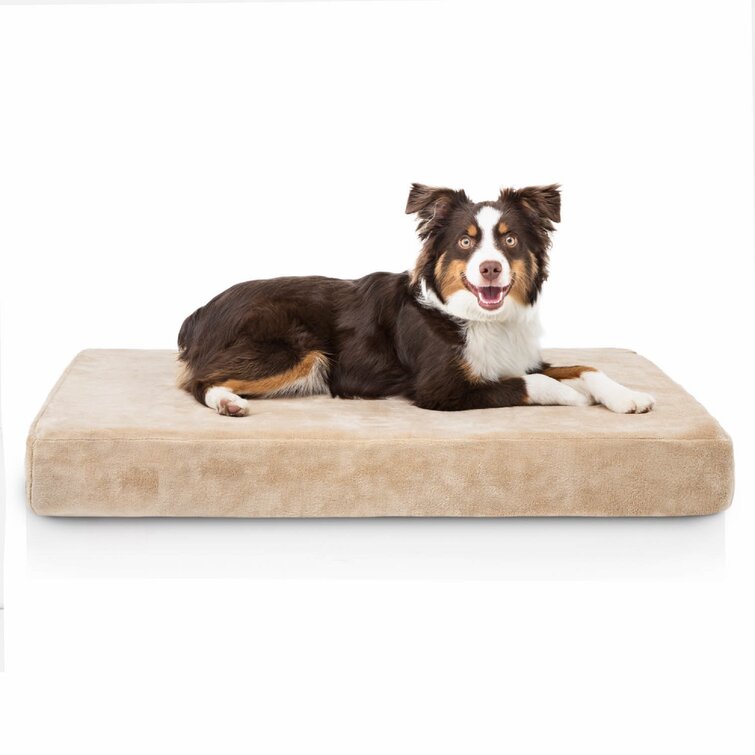 Tucker Murphy Pet™ Costa Orthopedic Dog Pillow & Reviews - Wayfair